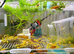 Golden Bristlenose Pleco L144 Lemon for Sale (from my hobby tank) &ndash; Various Sizes