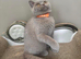 Gorgeous BSH Kittens
