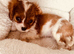 3 little ladies full vet Health tested 1st vaccine by our local vet