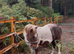 Beautiful Dartmoor hill pony