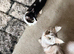 Maine coon cross ragdoll