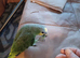 Orange wing amazon 2 year old semi as you can see in photo