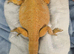 Red bearded dragon, male please read advert
