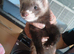 Baby ferrets READY TO GO