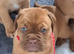 ** ALL PUPS NOW SOLD**