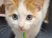 5 Beautifull male kittens looking for loving homes.