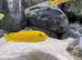 Juvenile Salousi and Pseudotropheus kingsizei cichlids for sale