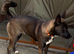Shepsky 12 month old female