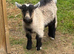Pygmy goat weather