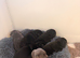 Champion bloodline kc Staffordshire bullterrier puppies
