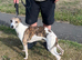 Whippet