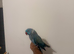 Beautiful blue male sweet Ringneck