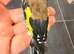 2025 goldfinch male