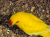 Young Kakariki