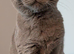 Beautiful BSH female