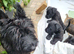 Scottish/Westie cross lakeland terrier