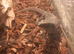 3-4 month old bostic monitor