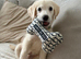 Labradoodle puppy