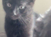 Male kittens