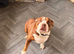 Urgent home needed
