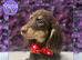 Beautiful Miniature Dachshund Puppies Ready Now