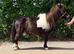 Lovely registered IMPHS