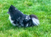 Black and silver merl Pomeranian