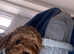 Toy poodle