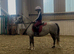 Welsh Pony for sale