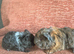 1 LEFT Lunkarya x Abyssinian guinea pigs