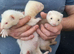 Micro Ferret