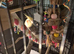 Male cockatiel needs loving home