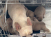 LAST 2 French Bulldog Boys Reduced £950