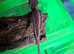 Grown on geckos