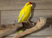 Yellow and Green Kakariki,26
