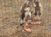 X3 fawn and white indian runner ducks