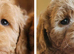 Ready 1 girl, licenced breeder! dna clear f1b miniature cockapoo!