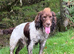 Kc registered English springer spaniel pups