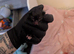 Mummy cat just given birth