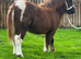 !!30 inch miniature Shetland filly!!