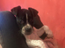 Staffy cross frenchie