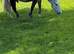 Maxi cob