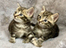 Beautiful Tabby Male and Female Kittens