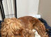 Gorgeous Cockerpoo puppies