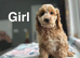 Lovely puppies available to be viewed