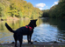 Skye 7 month Sheprador