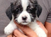 Ready now tiny Jackapooshih pups