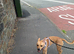 Dog in need of loving home