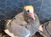 Young birds for sale