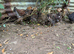 Gold Partridge Brahma chicks